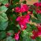 4ft. Artificial Deluxe Bougainvillea Tree